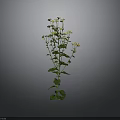 Green Leafy Plant With Small White Flowers On Single Stem Against Grey Background