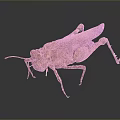 grasshopper insect cartoon locust animation locust anime locust anime game character 3d model