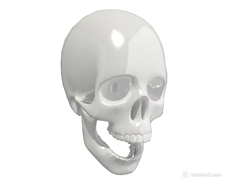 White Skull 3D Rendered Model With Smooth Surface And Detailed Design 3d model 