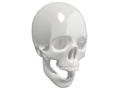 White Skull 3D Rendered Model With Smooth Surface And Detailed Design 3d model