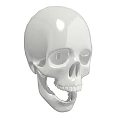 White Skull 3D Rendered Model With Smooth Surface And Detailed Design