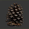 Natural Brown Pine Cone on Dark Reflective Surface with Detailed Texture 3d model