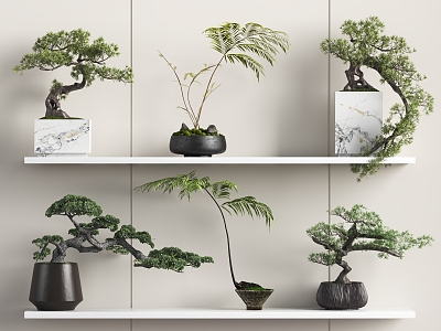 New Chinese Bonsai 3d model