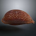 Detailed Biological Organ With Fine Hair Texture And Natural Surface Features