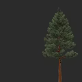 Pine Arbor With Green Needles And Brown Trunk Isolated On Black Background