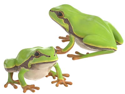 Two Green Reptiles Showcasing Vibrant Coloration And Natural Posture On White Background 3d model
