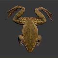 Vibrant Orange Brown Spotted Frog With Long Legs On Dark Isolated Background