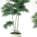 Green Bamboo Potted Plants With Lush Foliage And Tall Stems For Indoor Decor