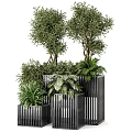 Lush Bonsai And Potted Green Plants With Various Foliage In Modern Black Planters