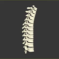 White Human Spine Anatomical Model With Detailed Structure On Dark Background 3d model