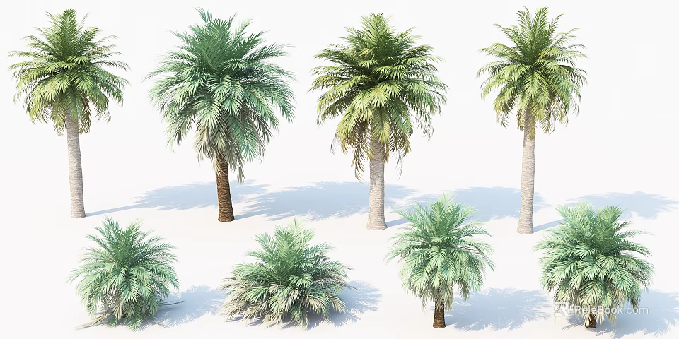 Showcased Green Palm Trees In Various Sizes On White Background 3d model