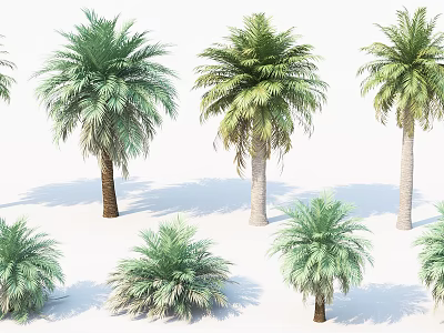 Showcased Green Palm Trees In Various Sizes On White Background 3d model