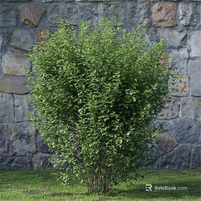 Vibrant Lush Green Shrub with Healthy Foliage Against Stone Wall Backdrop 3d model 
