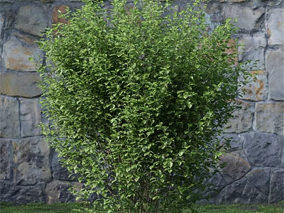 Vibrant Lush Green Shrub with Healthy Foliage Against Stone Wall Backdrop 3d model