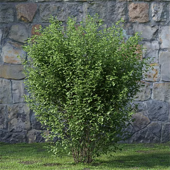 Shrub Garden Landscape Shrubs Elegant Hibiscus Shrubs 3d model