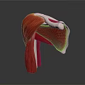 Detailed 3D Anatomical Model of Muscle Organ and Hair Structure With Tendon Layers