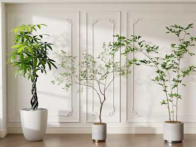 Lush And Slender Bonsai Plants Displayed Against White Decorative Wall On Wooden Floor 3d model