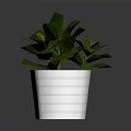 Lush Green Leafy Plant In White Hexagonal Textured Pot With Vibrant Foliage