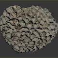 Coral Polyps White Calcareous Skeleton With Honeycomb Structure Marine Organism