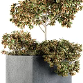 Lush Arbor With Green And Brown Leaves Growing In Gray Cubic Planter