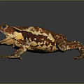 Vibrant Red And Yellow Patterned Toad With Open Mouth On Glossy Surface Showing Reflection