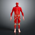 Human Limb Muscular System Anatomical Model Showing Detailed Muscle Structure 3d model