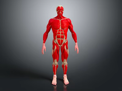 Human Limb Muscular System Anatomical Model Showing Detailed Muscle Structure 3d model