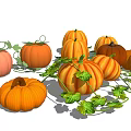 Fresh Colorful Pumpkins With Green Vines And Leaves As Healthy Vegetables