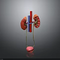 Detailed 3D Anatomical Model of Human Organs Kidneys Ureters and Bladder Structure