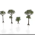 Various Sizes of Trees with Green Foliage Brown Trunks and White Background Reflections
