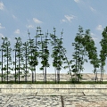 Modern Bamboo Landscape Bamboo Plants 3d model