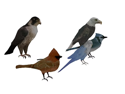 Various Flying Birds Including Eagle Falcon Blue Jay And Cardinal With Colorful Feathers 3d model