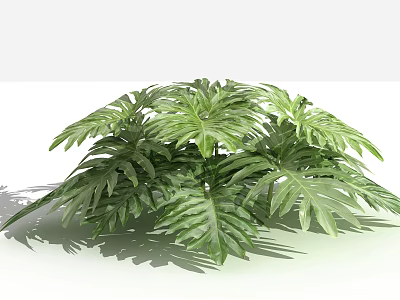Lush Green Shrub With Large Tropical Leaves In Garden Landscape 3d model