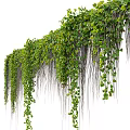 Lush Green Hanging Vines With Dense Leaves And Cascading Tendrils In Natural Growth