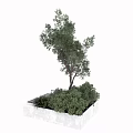 Lush Green Arbor Tree With Dense Foliage In White Square Planter And Low Shrubs