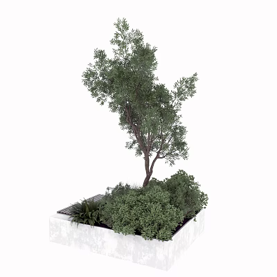 Lush Green Arbor Tree With Dense Foliage In White Square Planter And Low Shrubs 3d model