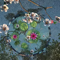Serene Garden Landscape With Lily Pads Lotus Flowers White Blossoms And Branches On Water Surface