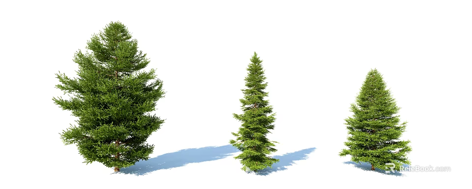 Three Green Coniferous Arbor Trees With Different Sizes Natural Shape And Shadows 3d model 