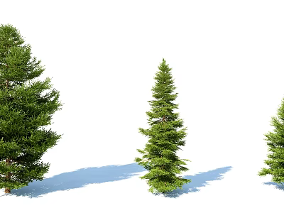 Three Green Coniferous Arbor Trees With Different Sizes Natural Shape And Shadows 3d model