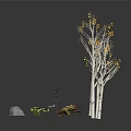 White Trunk Trees With Yellow Leaves And Colorful Small Flowers Near Stones On Reflective Gray Ground