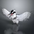 Black and White Kingfisher Bird With Spread Wings Open Beak On Shiny Reflective Surface