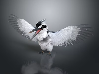 Black and White Kingfisher Bird With Spread Wings Open Beak On Shiny Reflective Surface 3d model