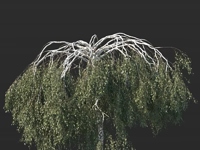 Graceful Birch Tree With White Trunk Weeping Branches And Lush Green Canopy 3d model