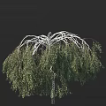 Graceful Birch Tree With White Trunk Weeping Branches And Lush Green Canopy 3d model