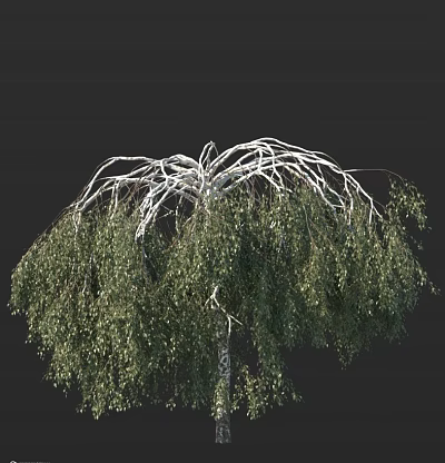 Graceful Birch Tree With White Trunk Weeping Branches And Lush Green Canopy 3d model
