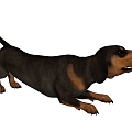 Dog 3d model