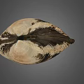 Clam Shell With Brown And White Striped Pattern On Gray Background 3d model