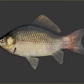 Colorful Freshwater Fish with Shiny Scales and Vibrant Fins in Aquarium