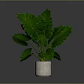 Leafy Green Plant With Large Leaves In White Pot On Dark Background