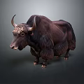 Dark Brown Yak With Long Horns And Thick Fur Standing On Dark Background